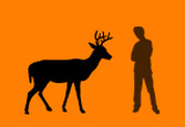 BIG PREY - The Whitetail Deer 1873064